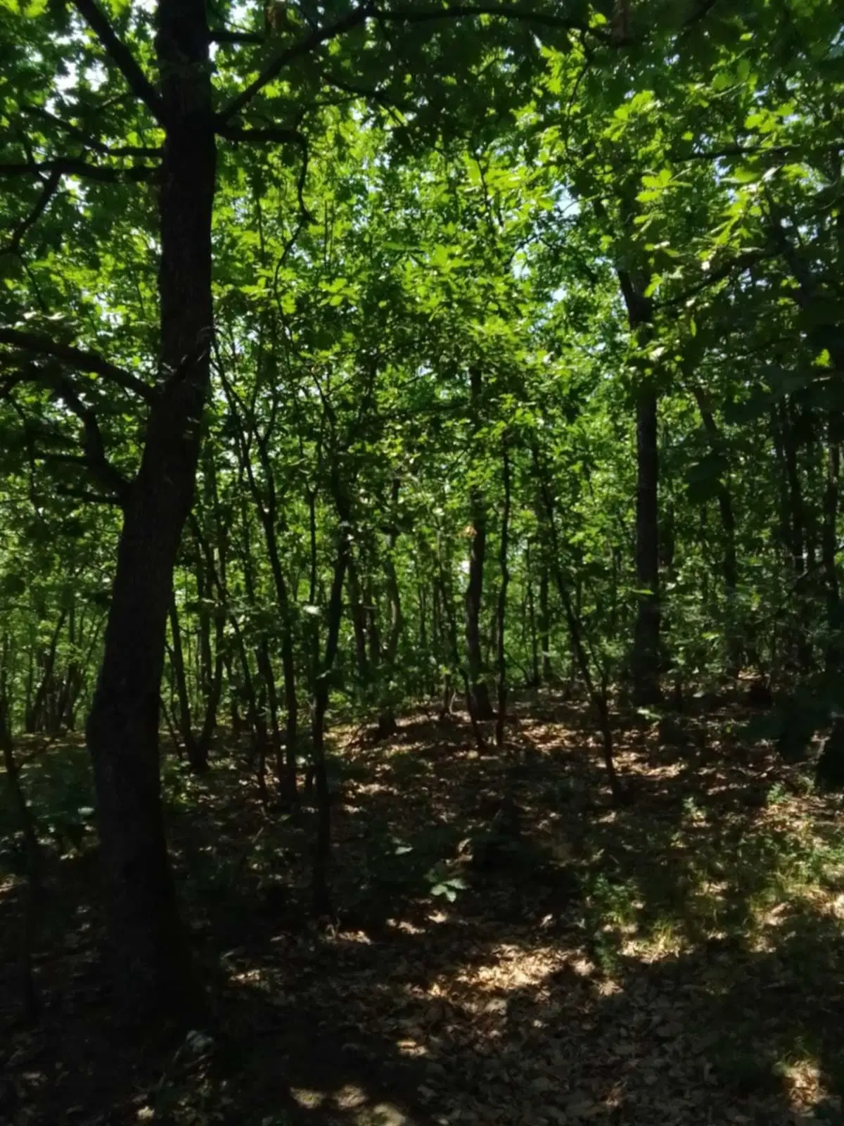 7.499 m² bosgrond (twee percelen) - Kostel, Veliko Tarnovo - Bulgarije