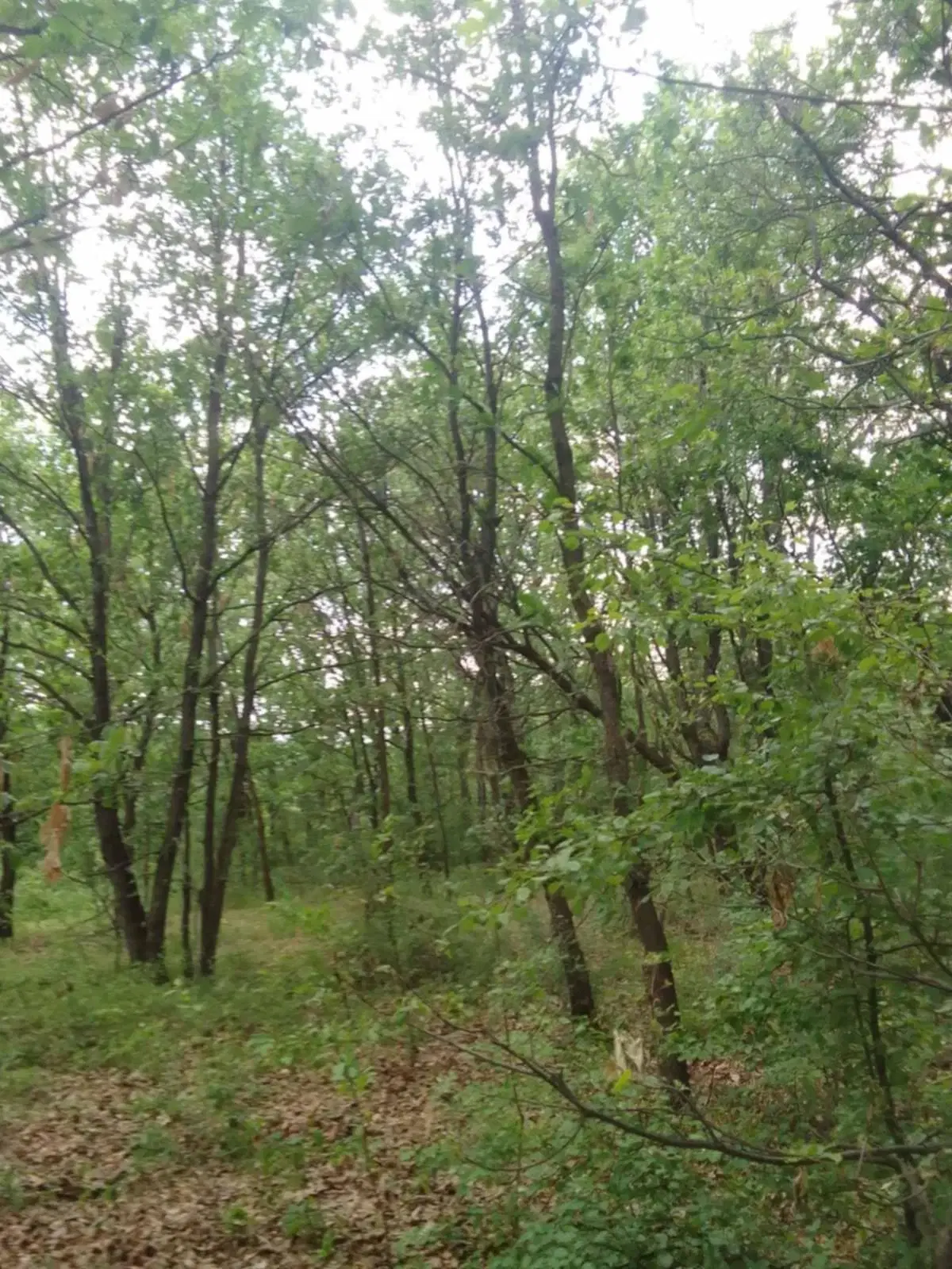 7.499 m² bosgrond (twee percelen) - Kostel, Veliko Tarnovo - Bulgarije