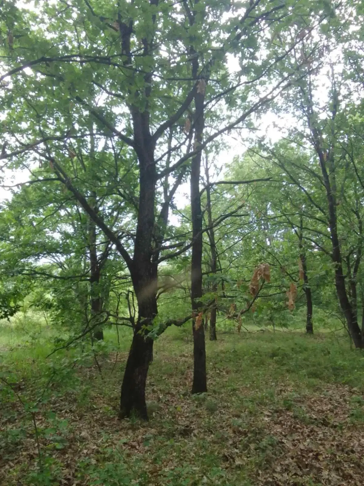 7.499 m² bosgrond (twee percelen) - Kostel, Veliko Tarnovo - Bulgarije