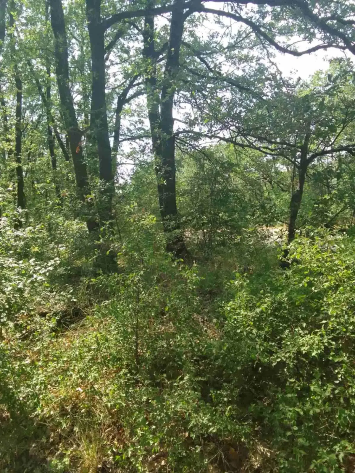 7.499 m² bosgrond (twee percelen) - Kostel, Veliko Tarnovo - Bulgarije