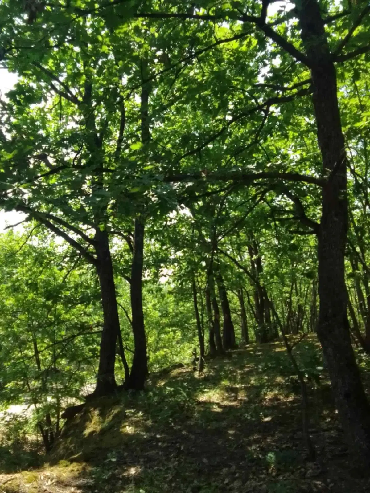 7.499 m² bosgrond (twee percelen) - Kostel, Veliko Tarnovo - Bulgarije