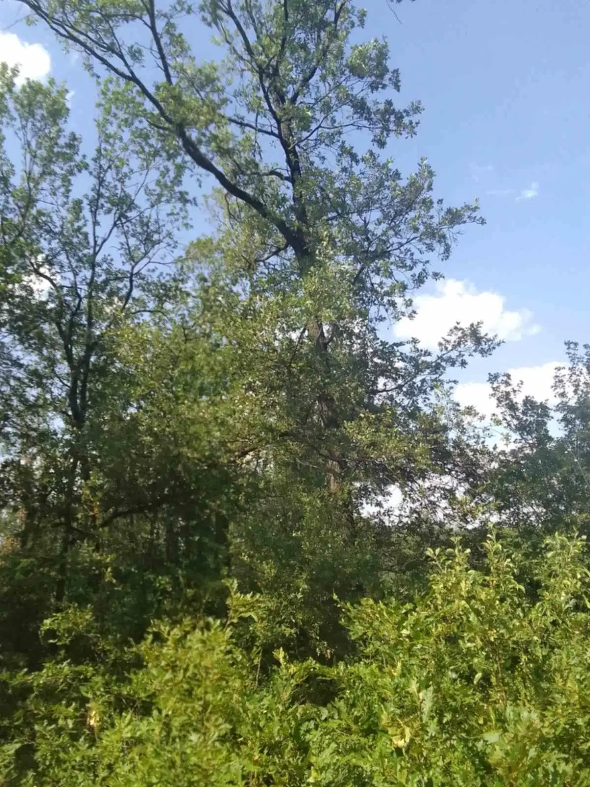 7.499 m² bosgrond (twee percelen) - Kostel, Veliko Tarnovo - Bulgarije