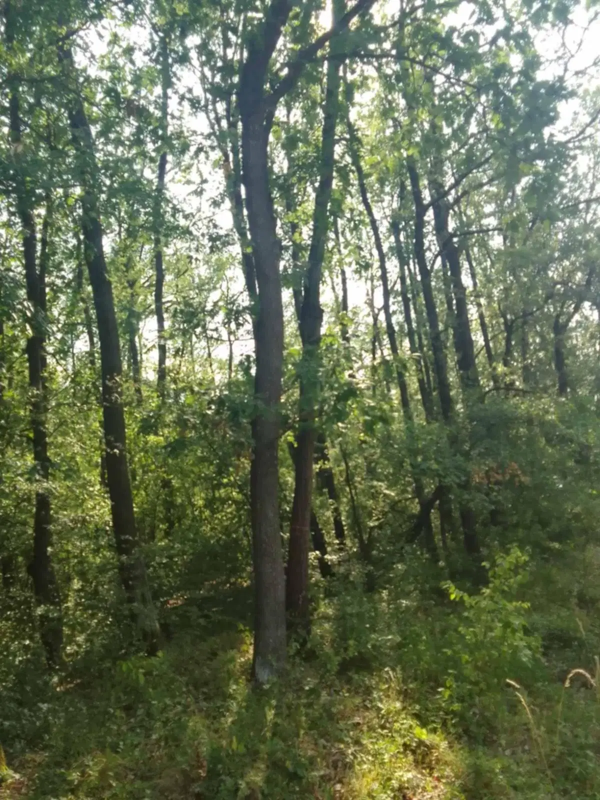 7.499 m² bosgrond (twee percelen) - Kostel, Veliko Tarnovo - Bulgarije