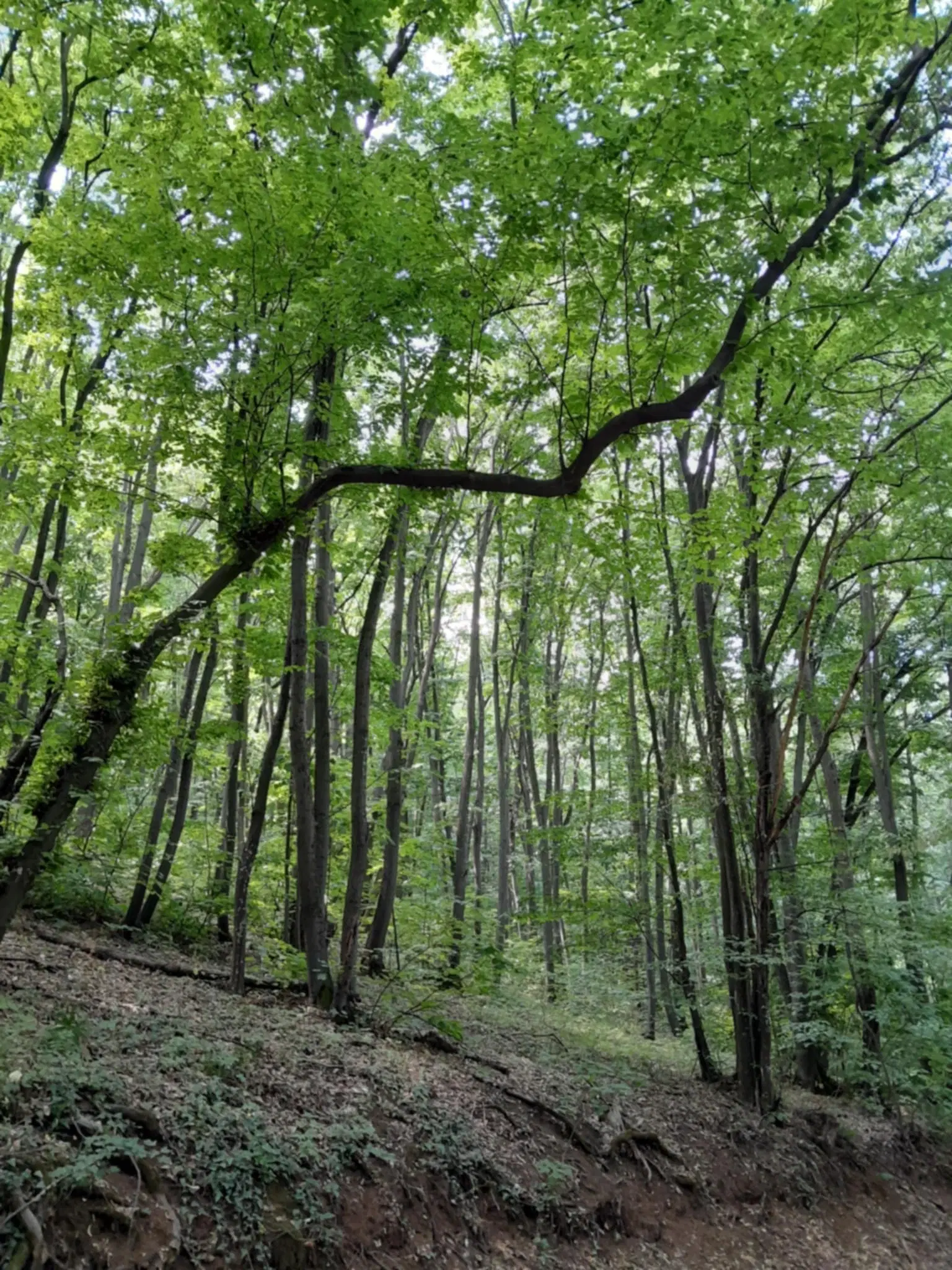 7.499 m² bosgrond (twee percelen) - Kostel, Veliko Tarnovo - Bulgarije