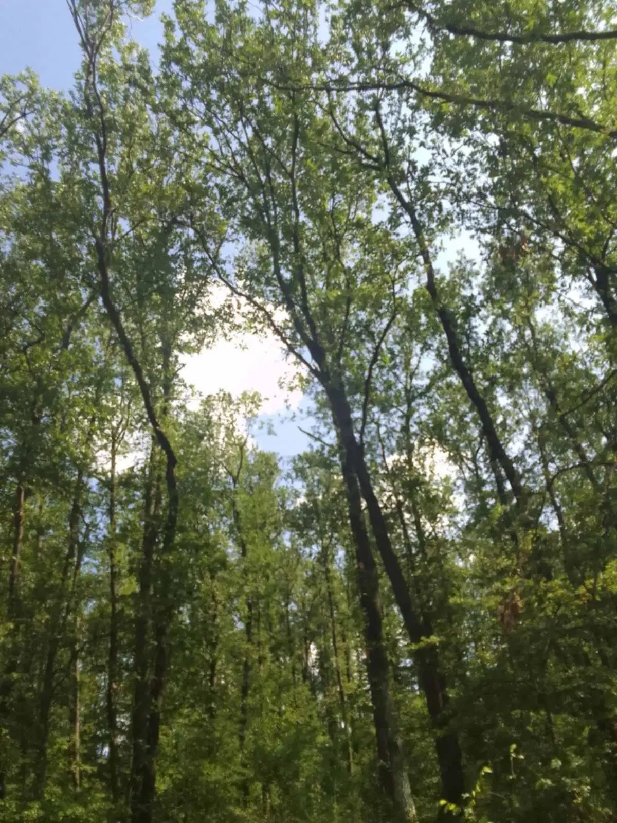 7.499 m² bosgrond (twee percelen) - Kostel, Veliko Tarnovo - Bulgarije