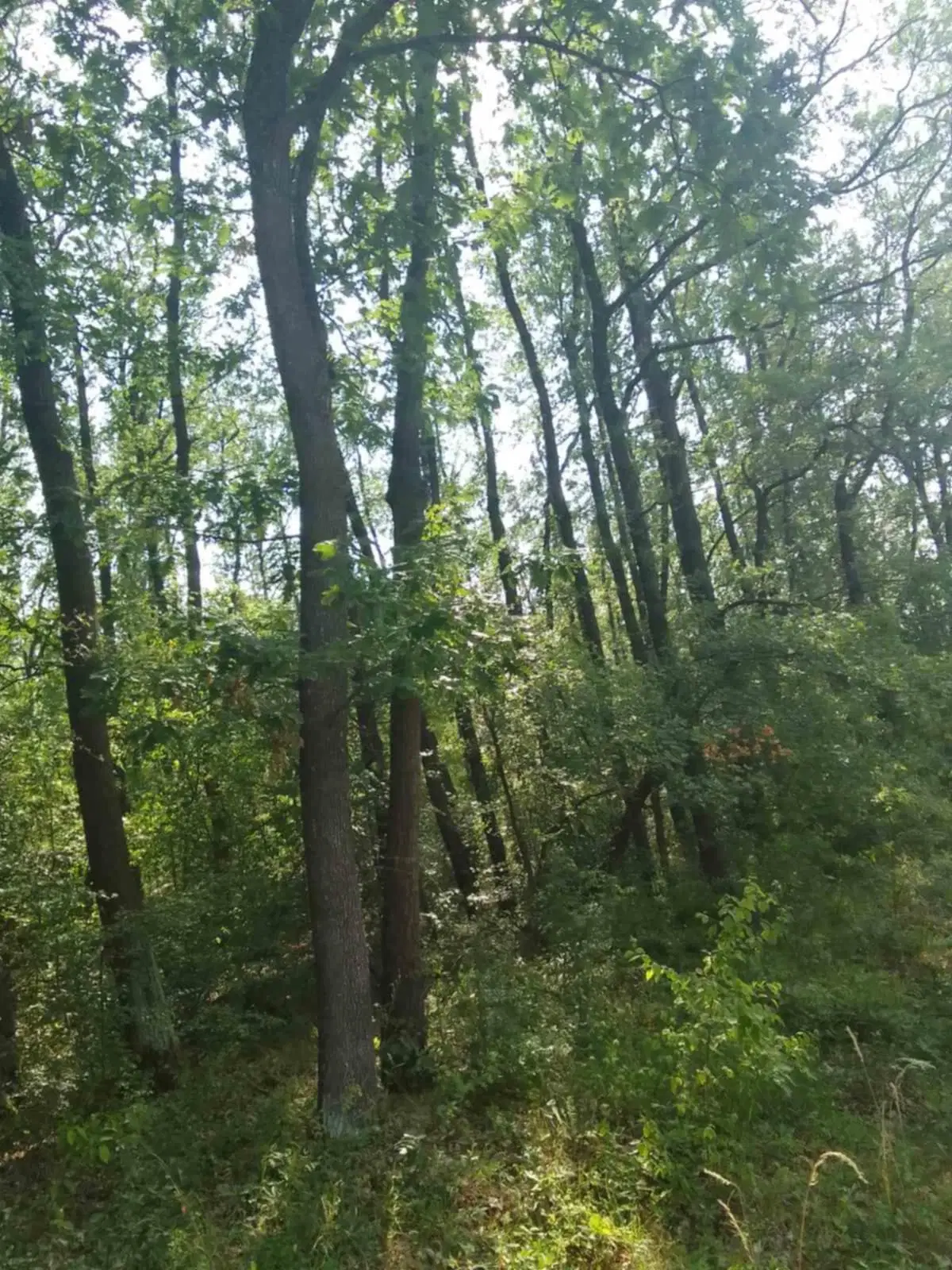 7.499 m² bosgrond (twee percelen) - Kostel, Veliko Tarnovo - Bulgarije