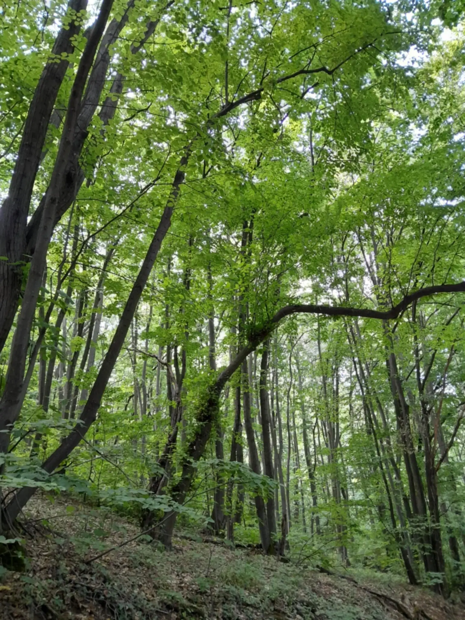 7.499 m² bosgrond (twee percelen) - Kostel, Veliko Tarnovo - Bulgarije