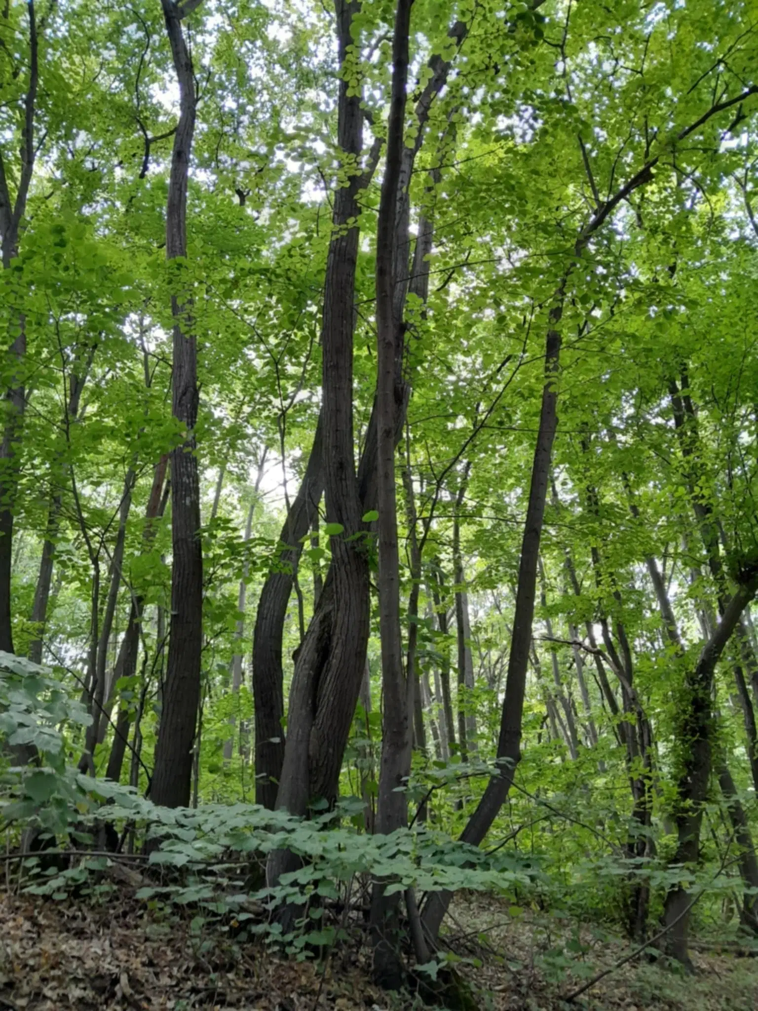 7.499 m² bosgrond (twee percelen) - Kostel, Veliko Tarnovo - Bulgarije