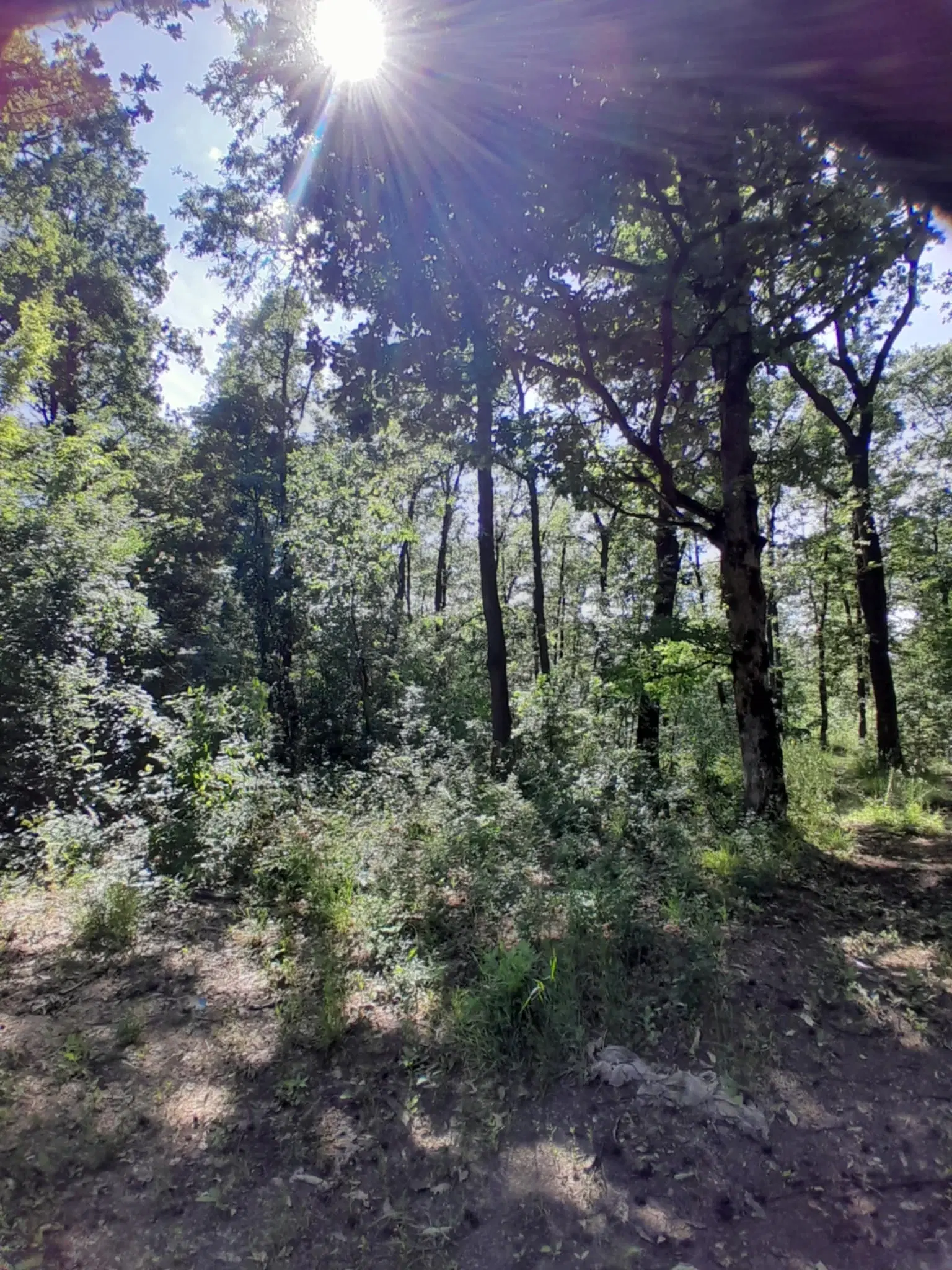 7.499 m² bosgrond (twee percelen) - Kostel, Veliko Tarnovo - Bulgarije