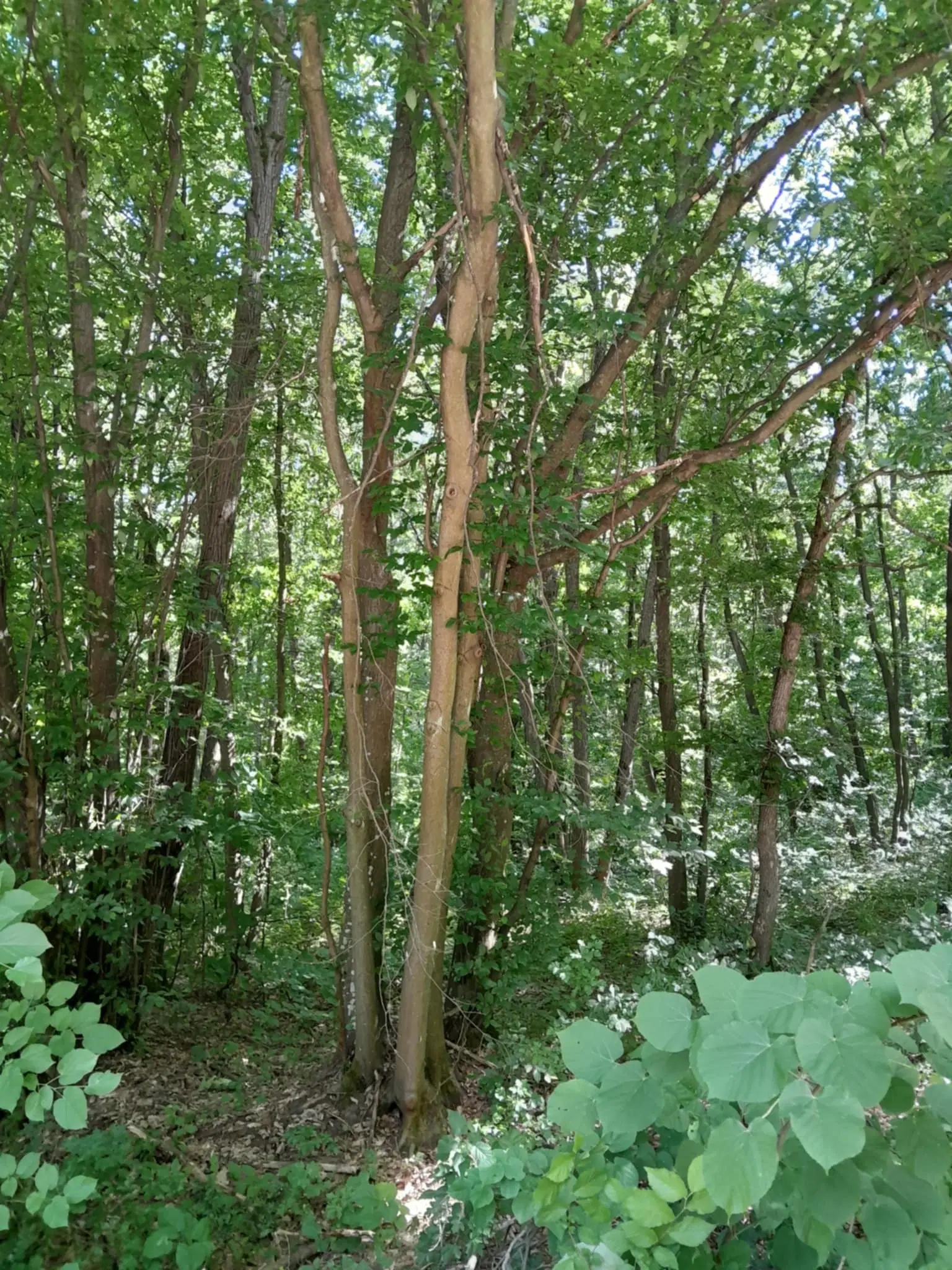 7.499 m² bosgrond (twee percelen) - Kostel, Veliko Tarnovo - Bulgarije