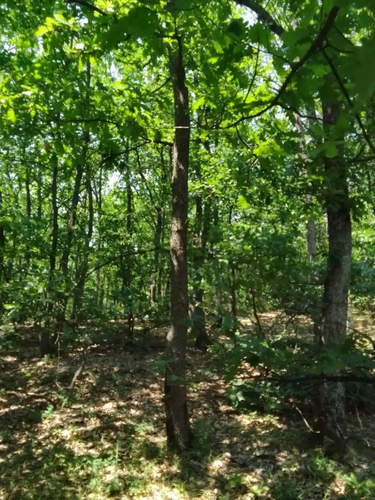 7.499 m² bosgrond (twee percelen) - Kostel, Veliko Tarnovo - Bulgarije