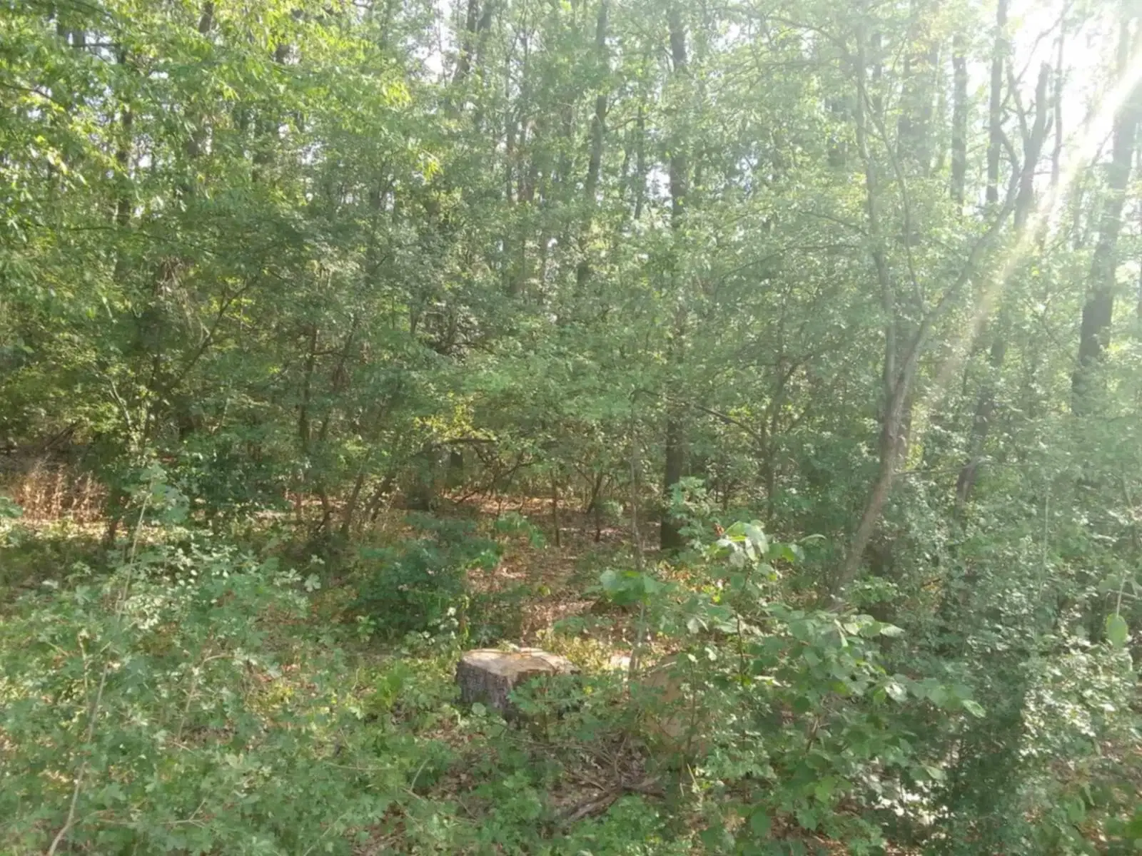 7.499 m² bosgrond (twee percelen) - Kostel, Veliko Tarnovo - Bulgarije
