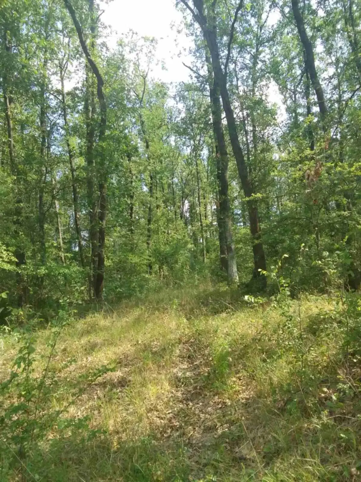 7.499 m² bosgrond (twee percelen) - Kostel, Veliko Tarnovo - Bulgarije