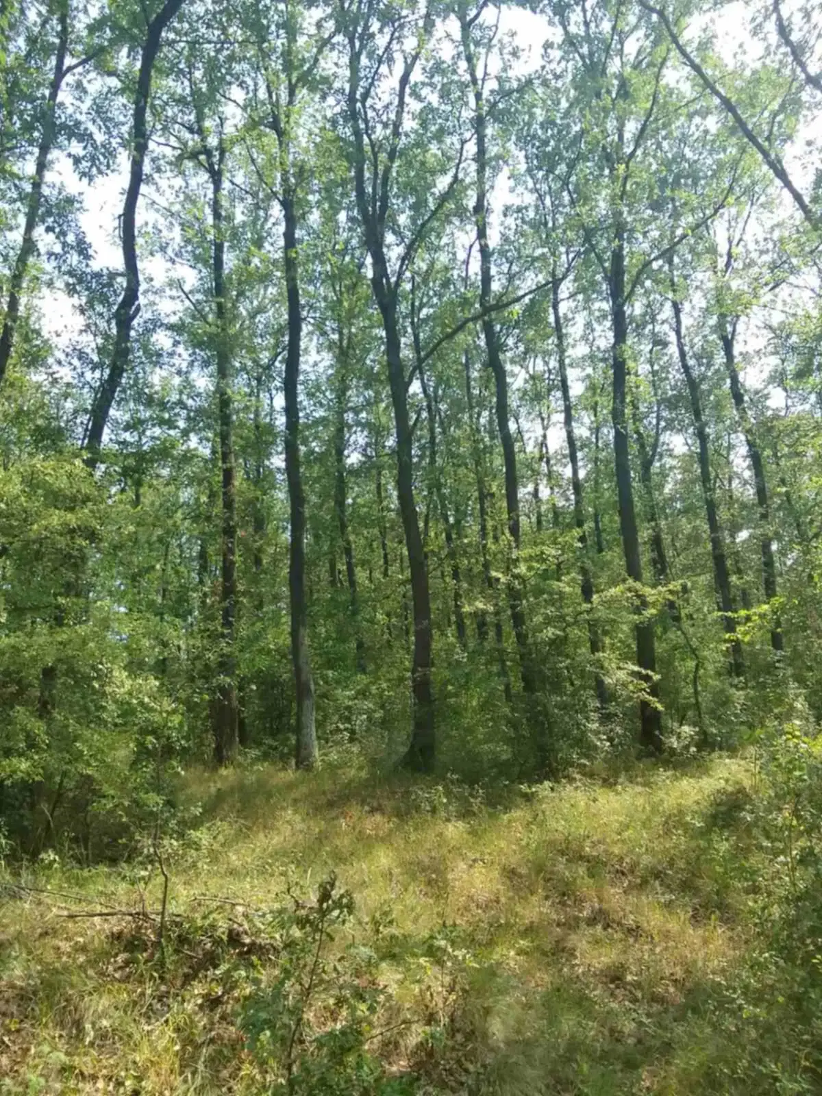 7.499 m² bosgrond (twee percelen) - Kostel, Veliko Tarnovo - Bulgarije