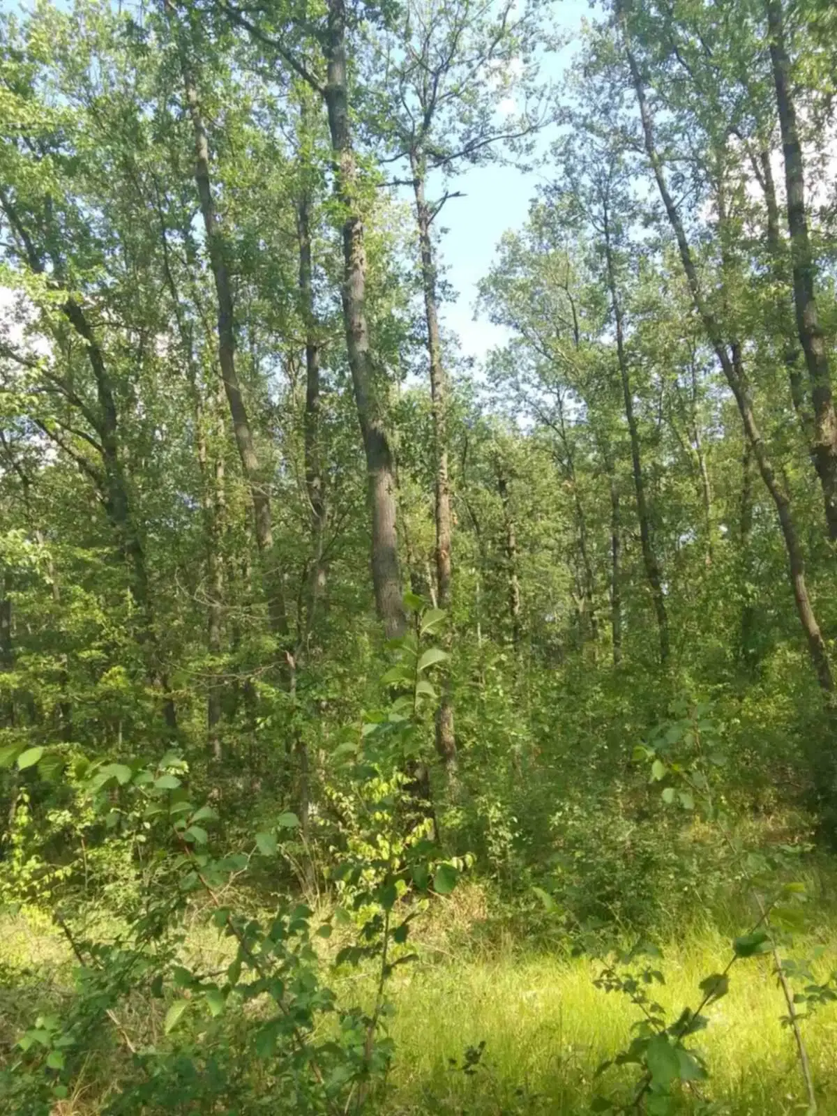 7.499 m² bosgrond (twee percelen) - Kostel, Veliko Tarnovo - Bulgarije
