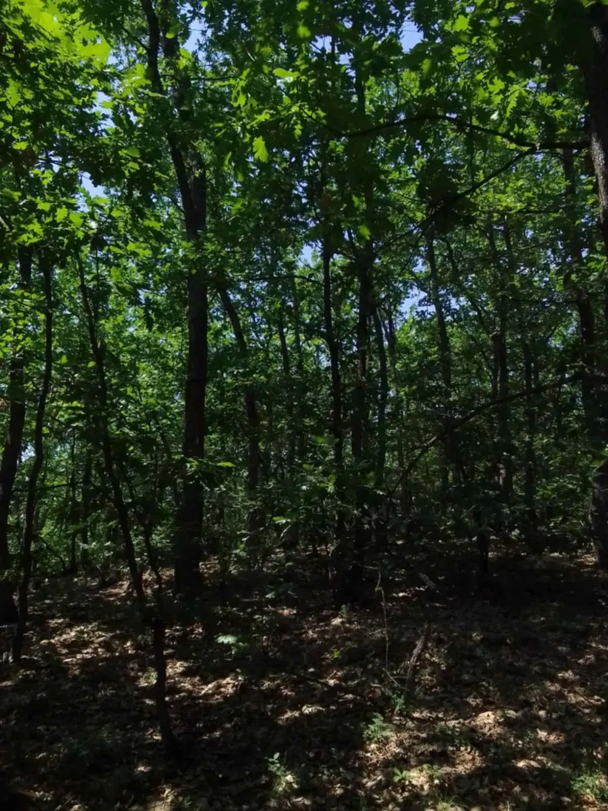 7.499 m² bosgrond (twee percelen) - Kostel, Veliko Tarnovo - Bulgarije