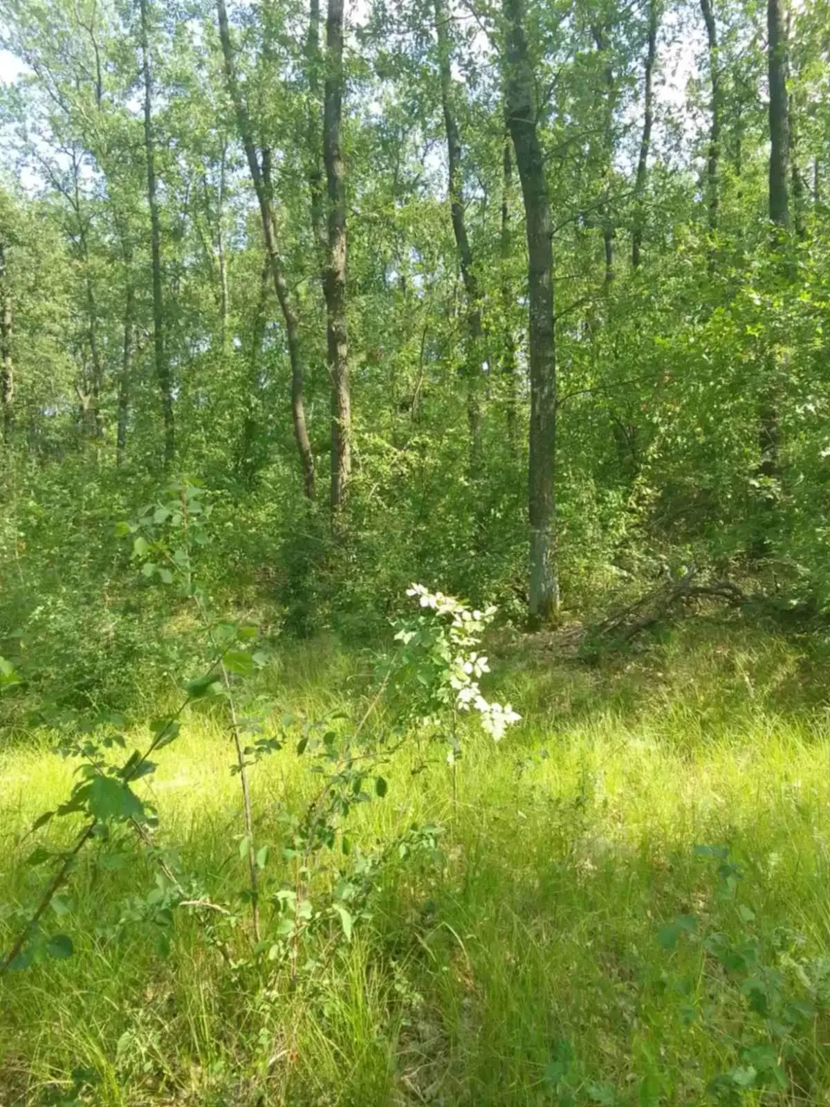 7.499 m² bosgrond (twee percelen) - Kostel, Veliko Tarnovo - Bulgarije