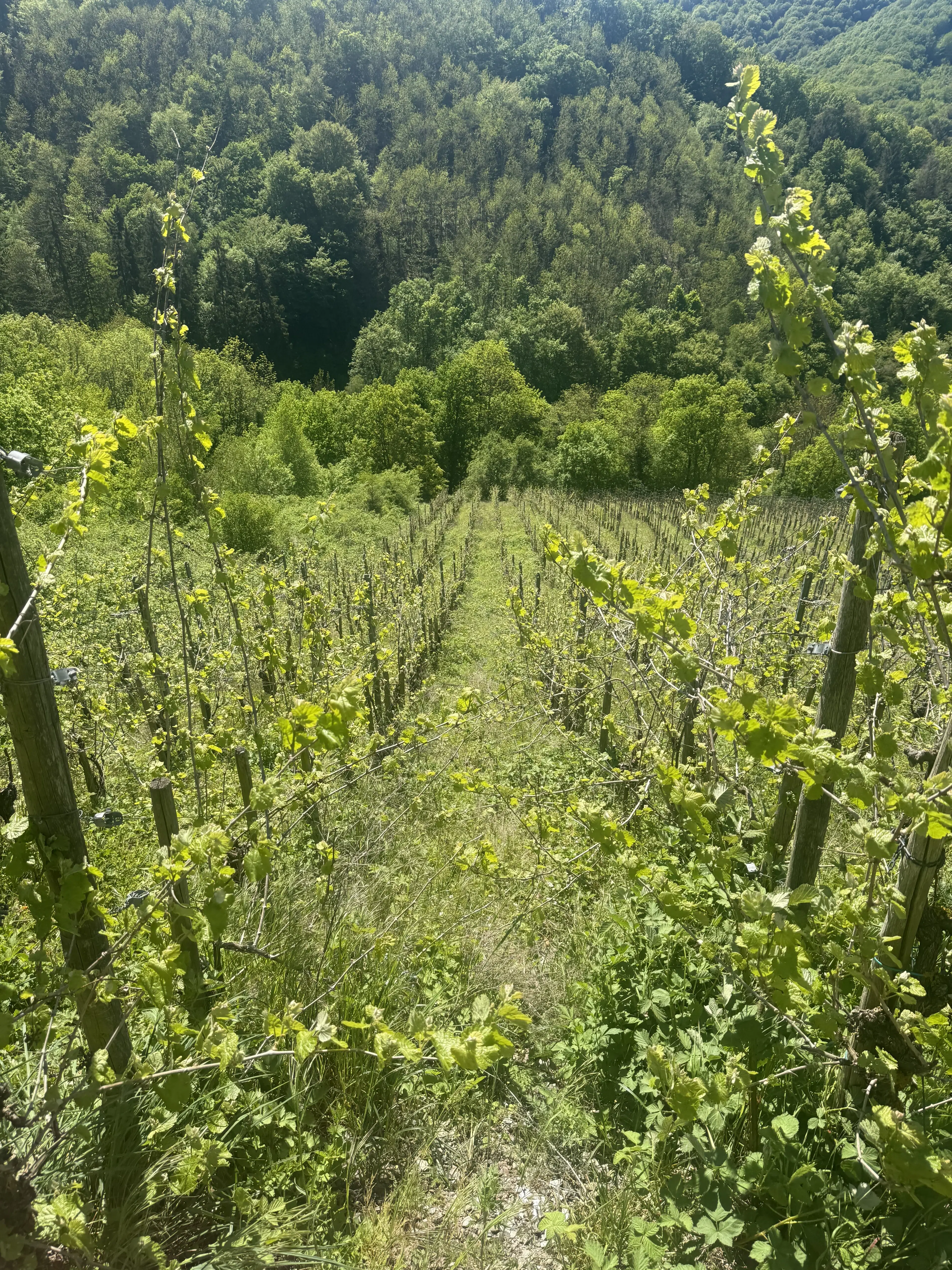 972 m² wijngaard met Riesling in Zell, Cochem - Duitsland