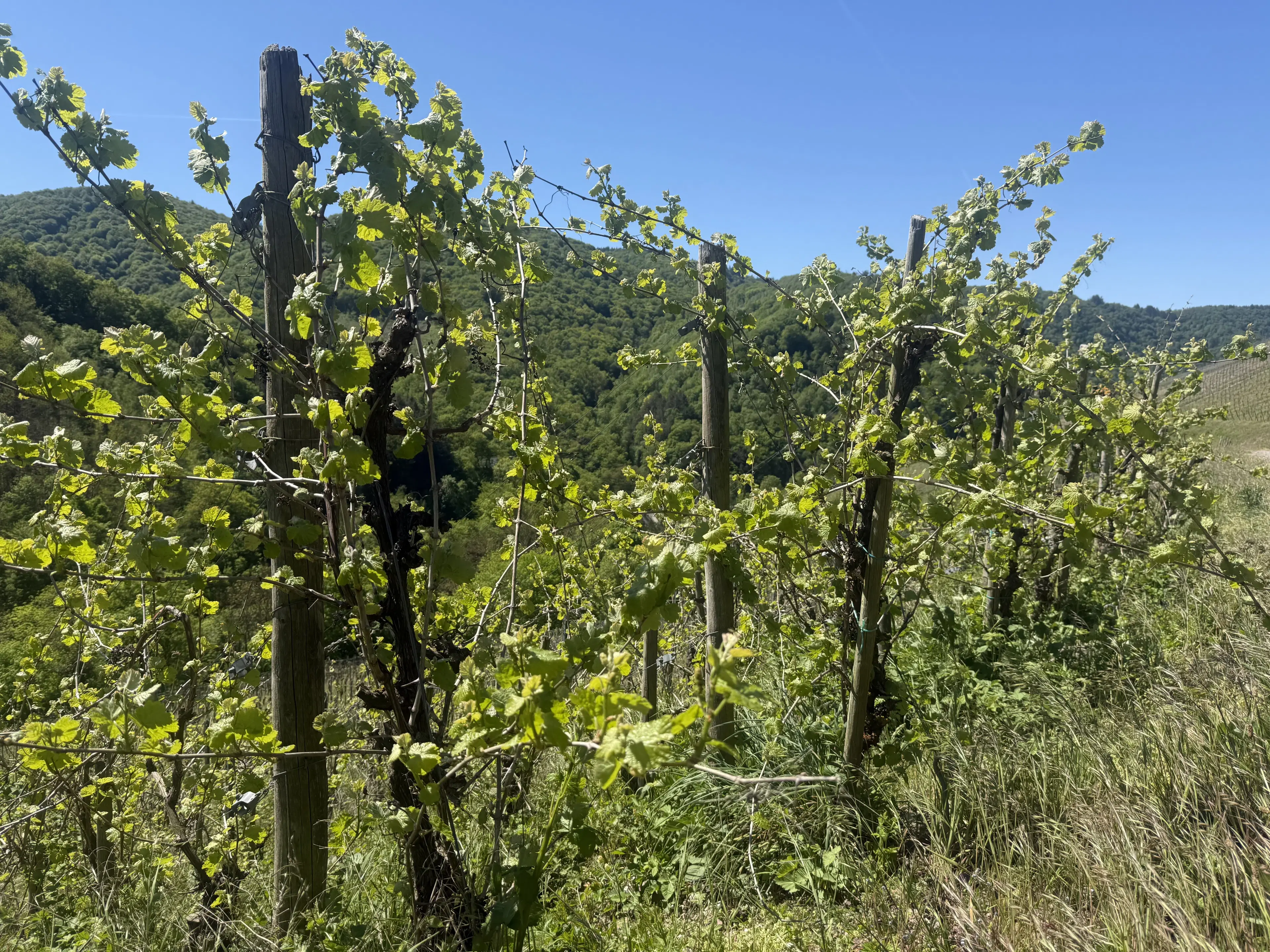 972 m² wijngaard met Riesling in Zell, Cochem - Duitsland