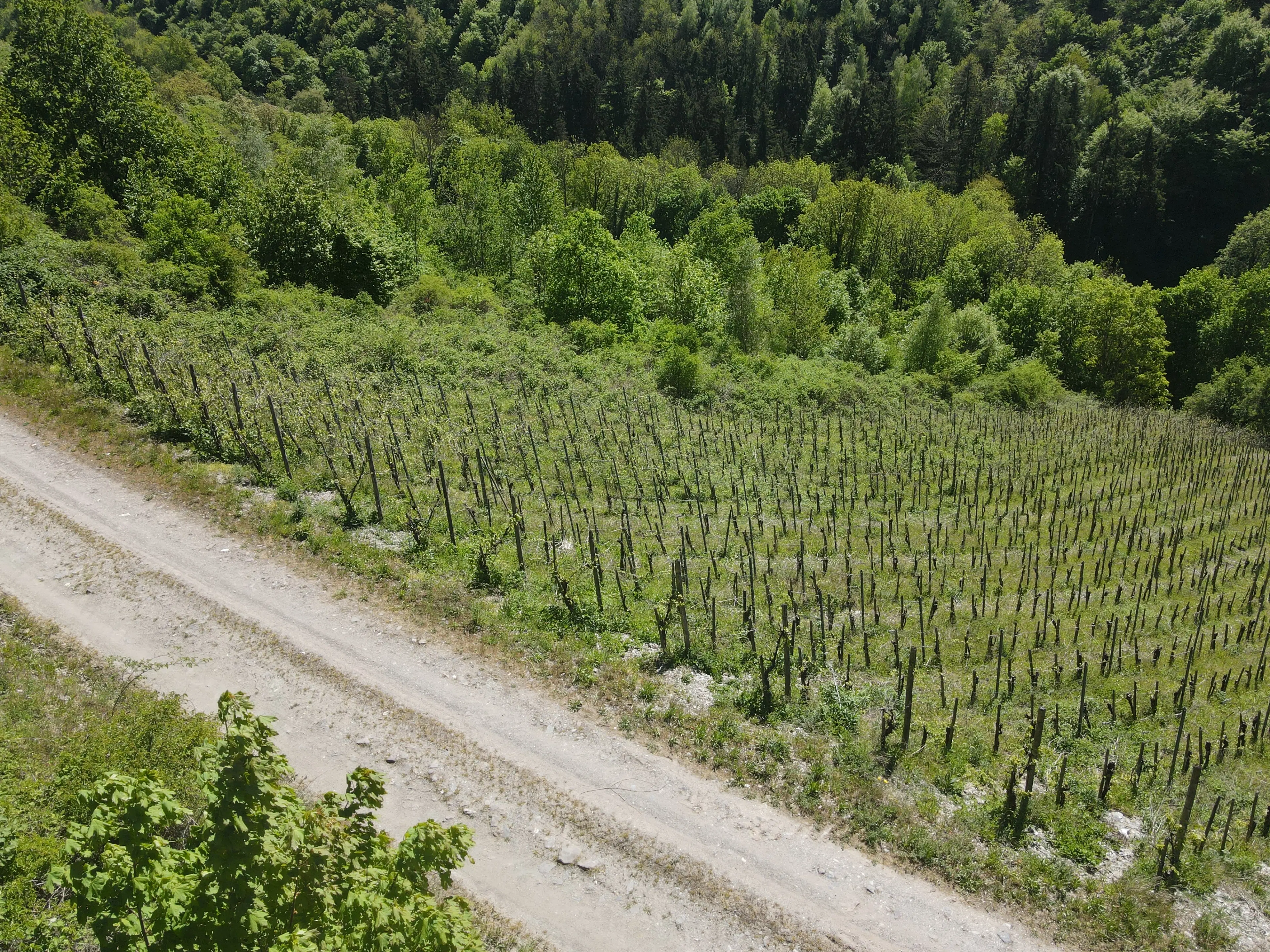 972 m² wijngaard met Riesling in Zell, Cochem - Duitsland