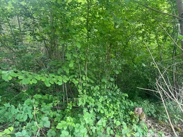 3.950 m² groen perceel nabij Ebenshausen, Thüringen - Duitsland
