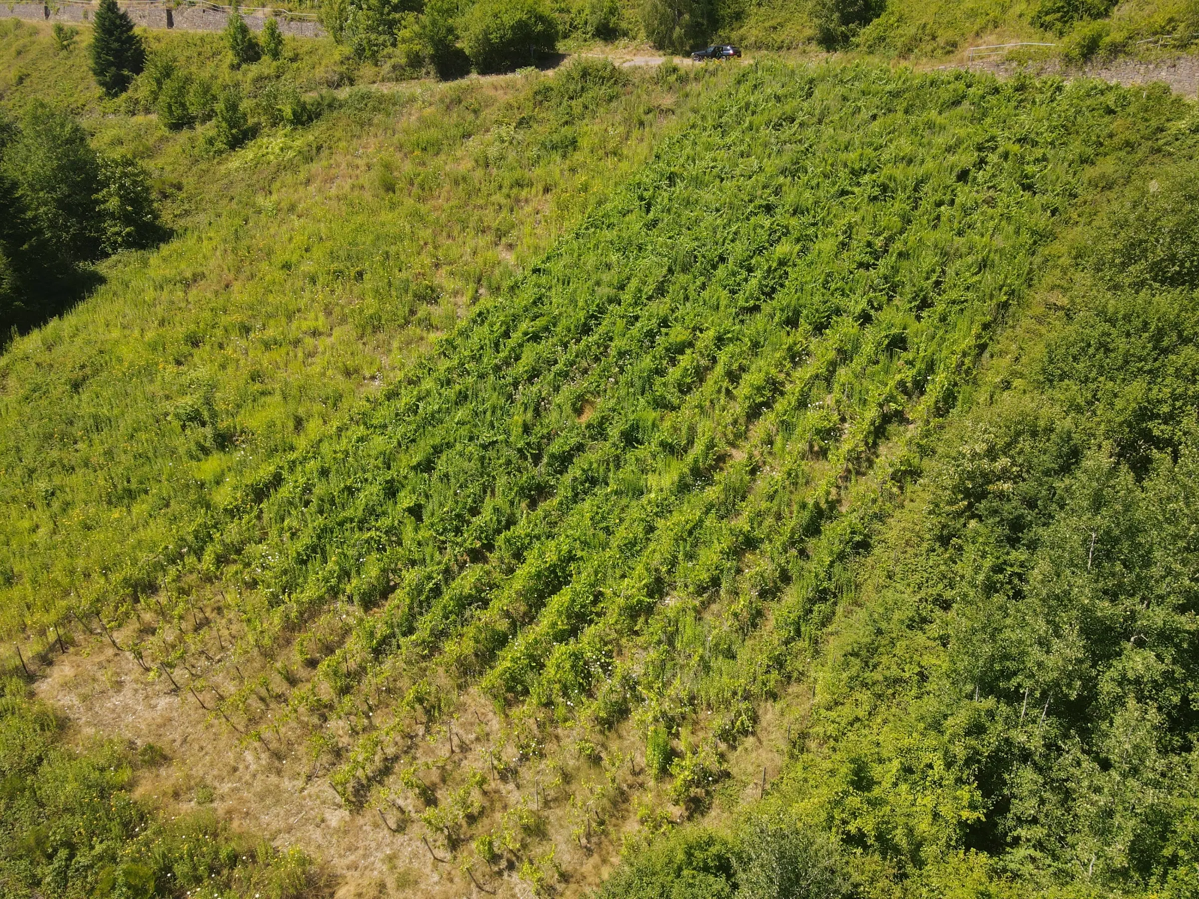 Riesling wijngaard totaal 2.482 m², gelegen in Zell - Cochem - Duitsland