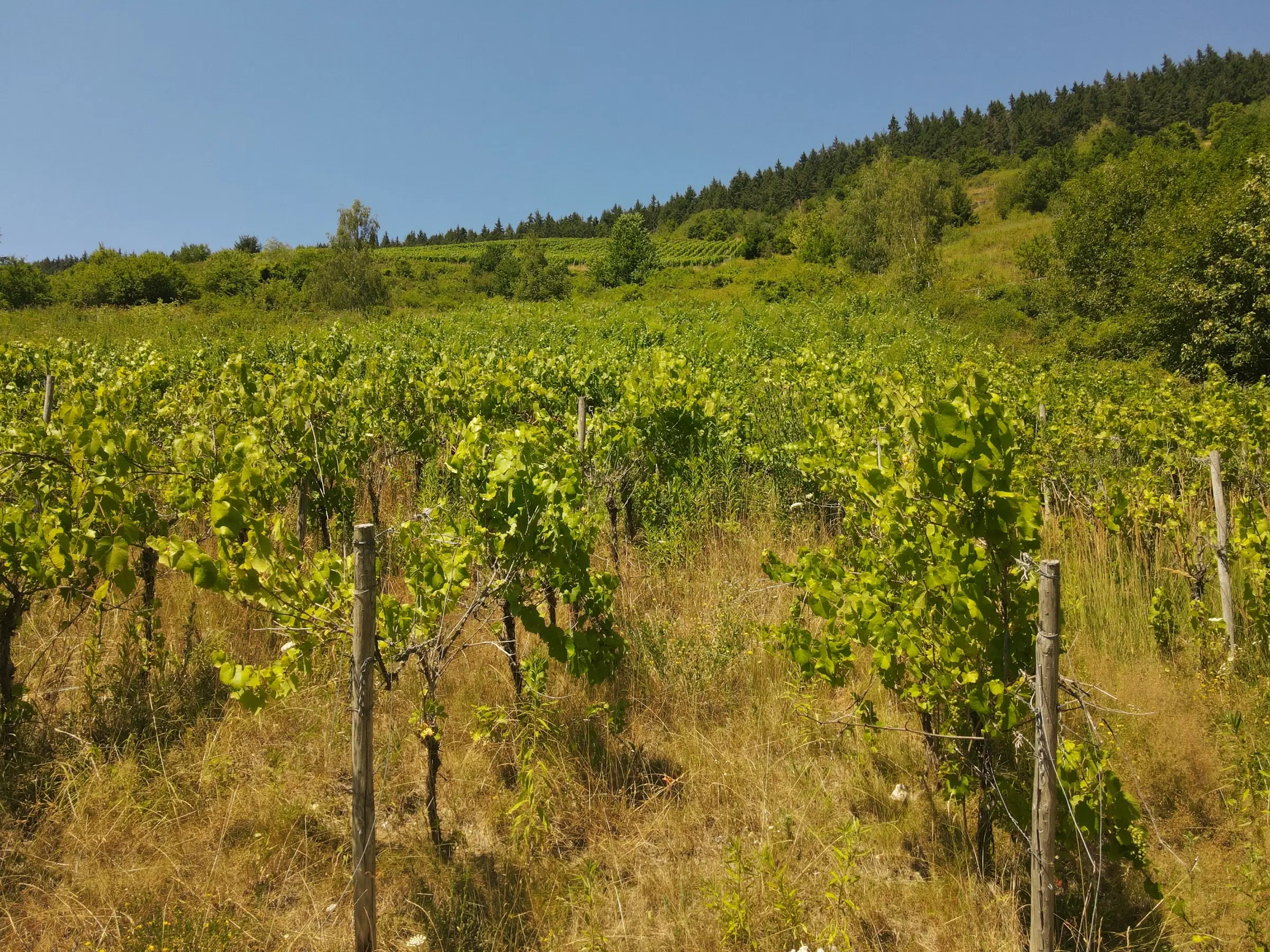 Riesling wijngaard totaal 2.482 m², gelegen in Zell - Cochem - Duitsland