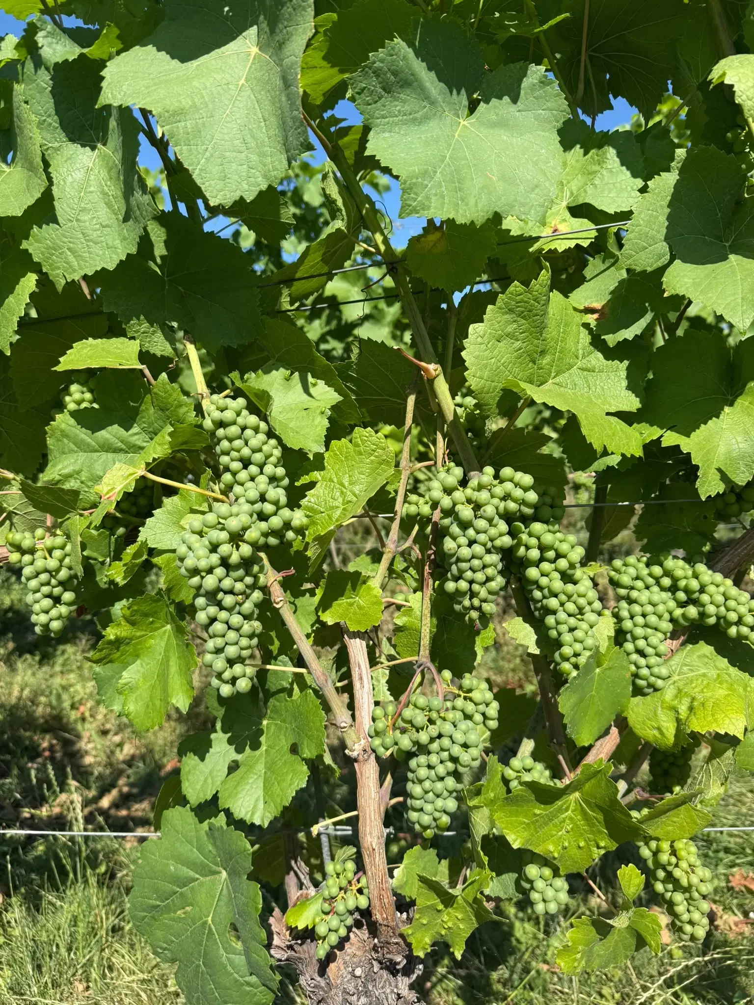 Riesling wijngaard totaal 2.482 m², gelegen in Zell - Cochem - Duitsland