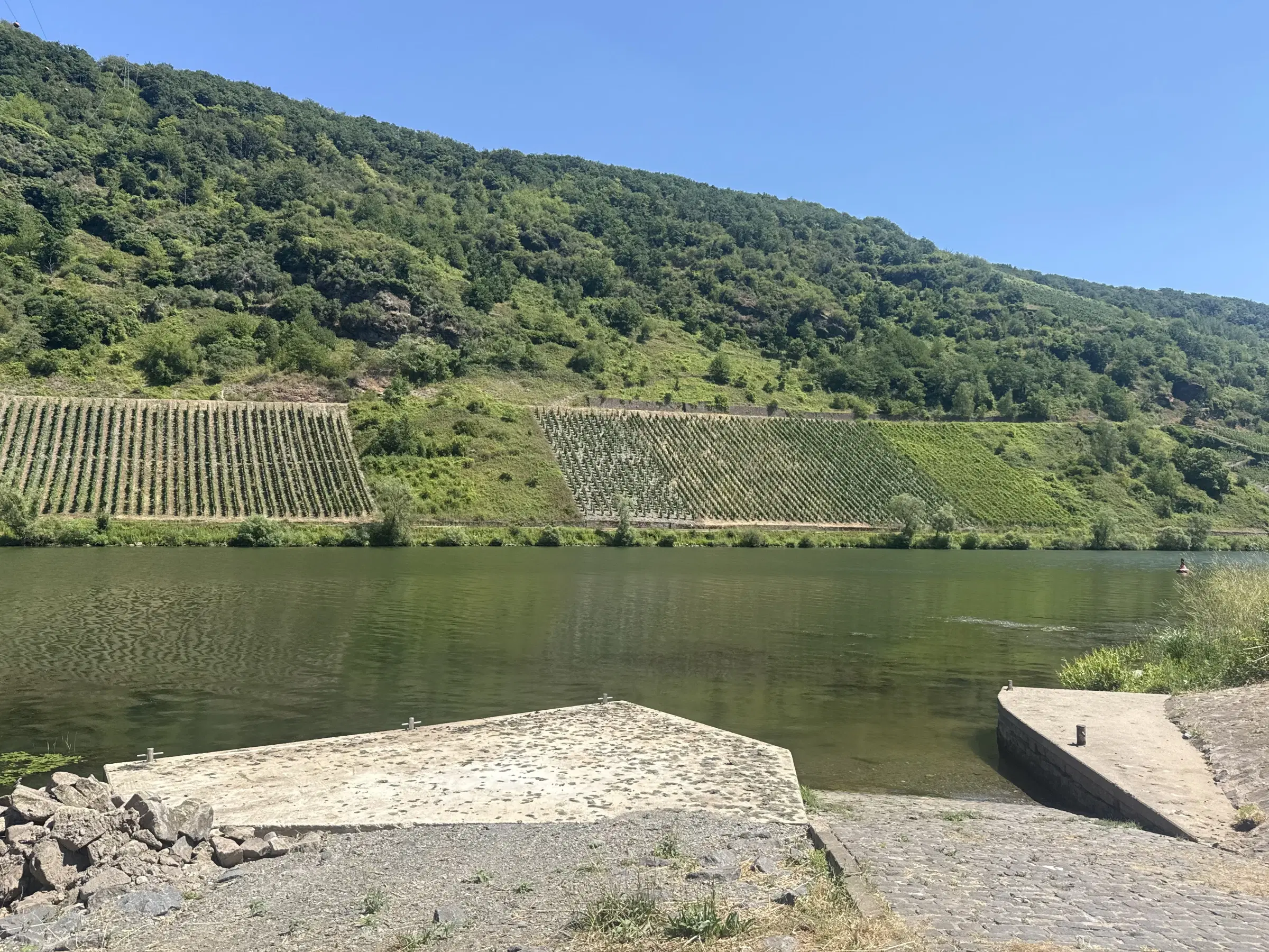 Riesling wijngaard totaal 2.482 m², gelegen in Zell - Cochem - Duitsland