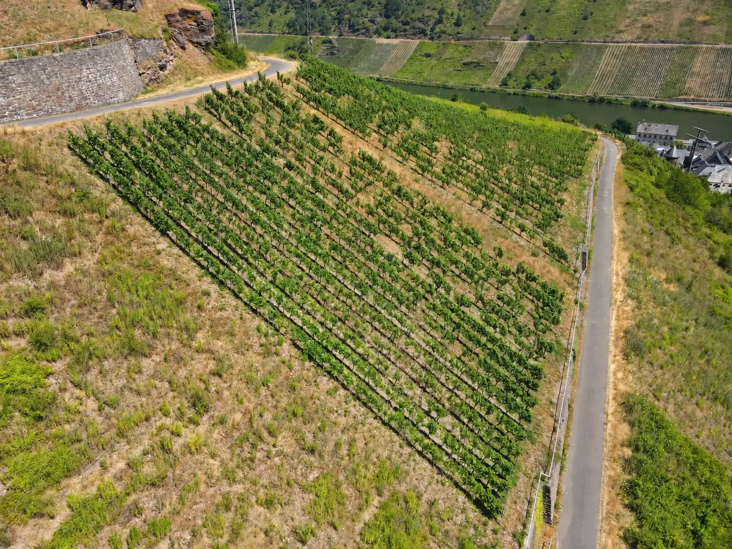 Wijngaard met Riesling van 803 m² perceel nabij Briedel, Cochem - Duitsland