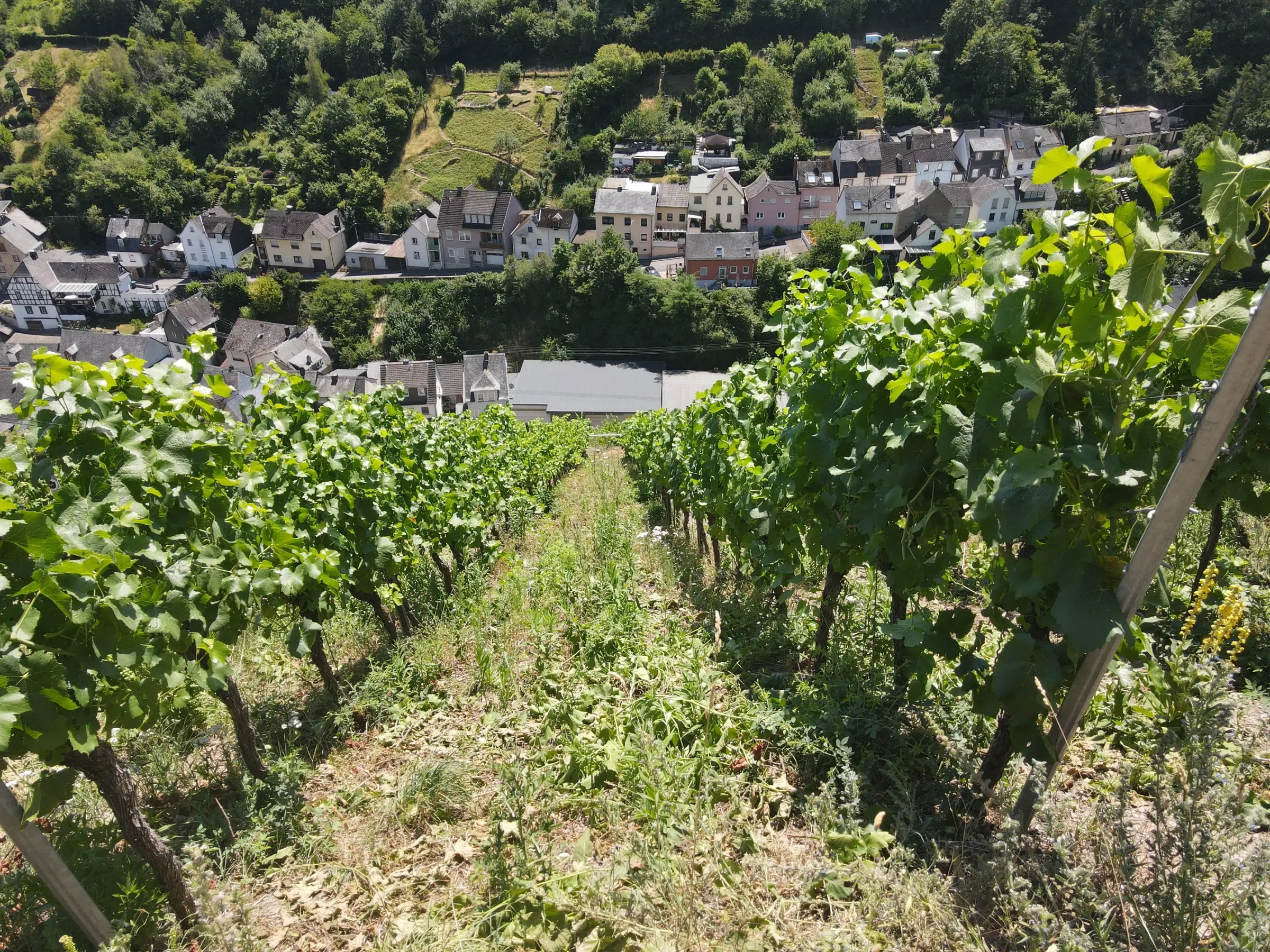 Wijngaard met Riesling van 803 m² perceel nabij Briedel, Cochem - Duitsland