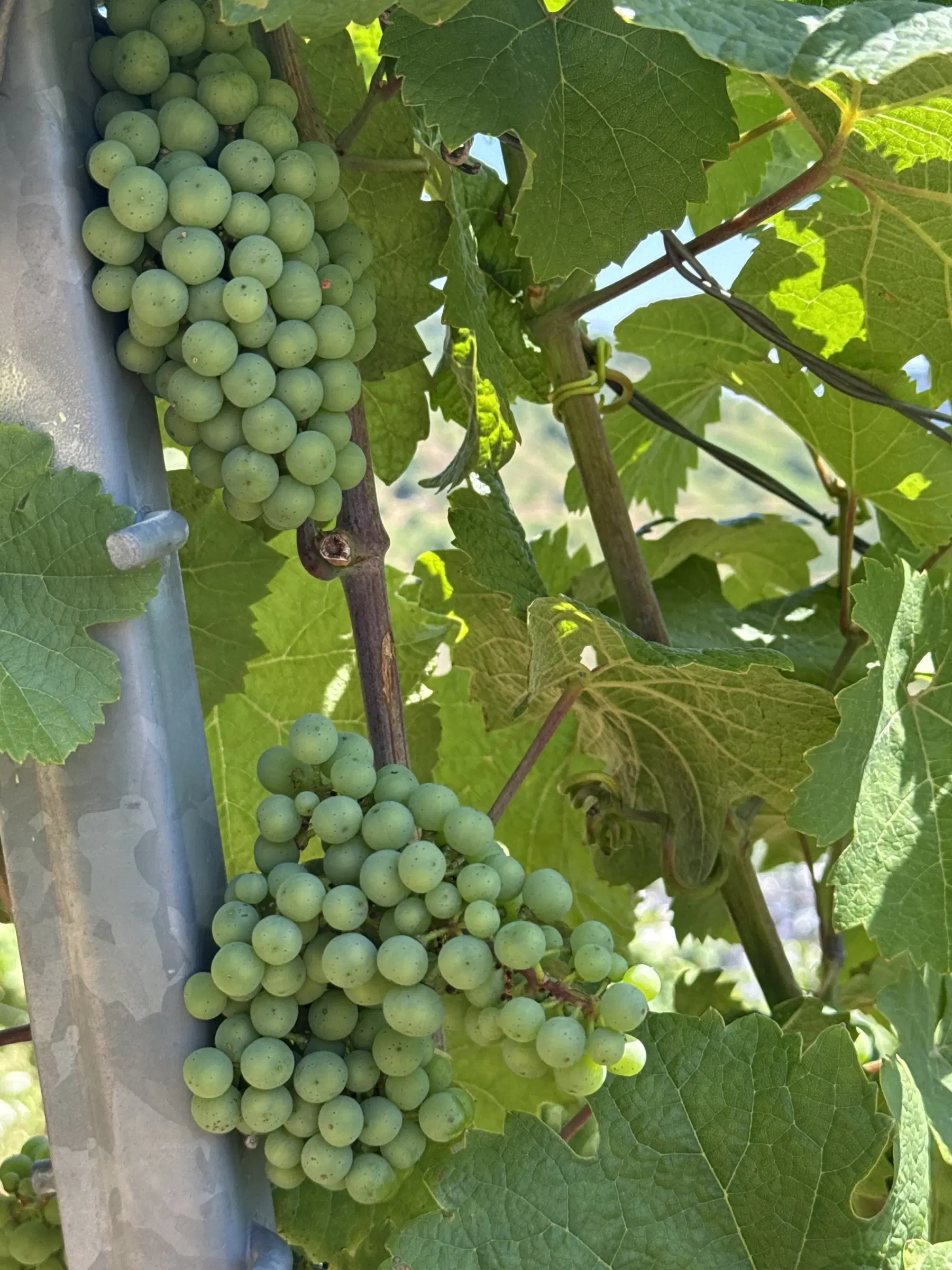Wijngaard met Riesling van 803 m² perceel nabij Briedel, Cochem - Duitsland