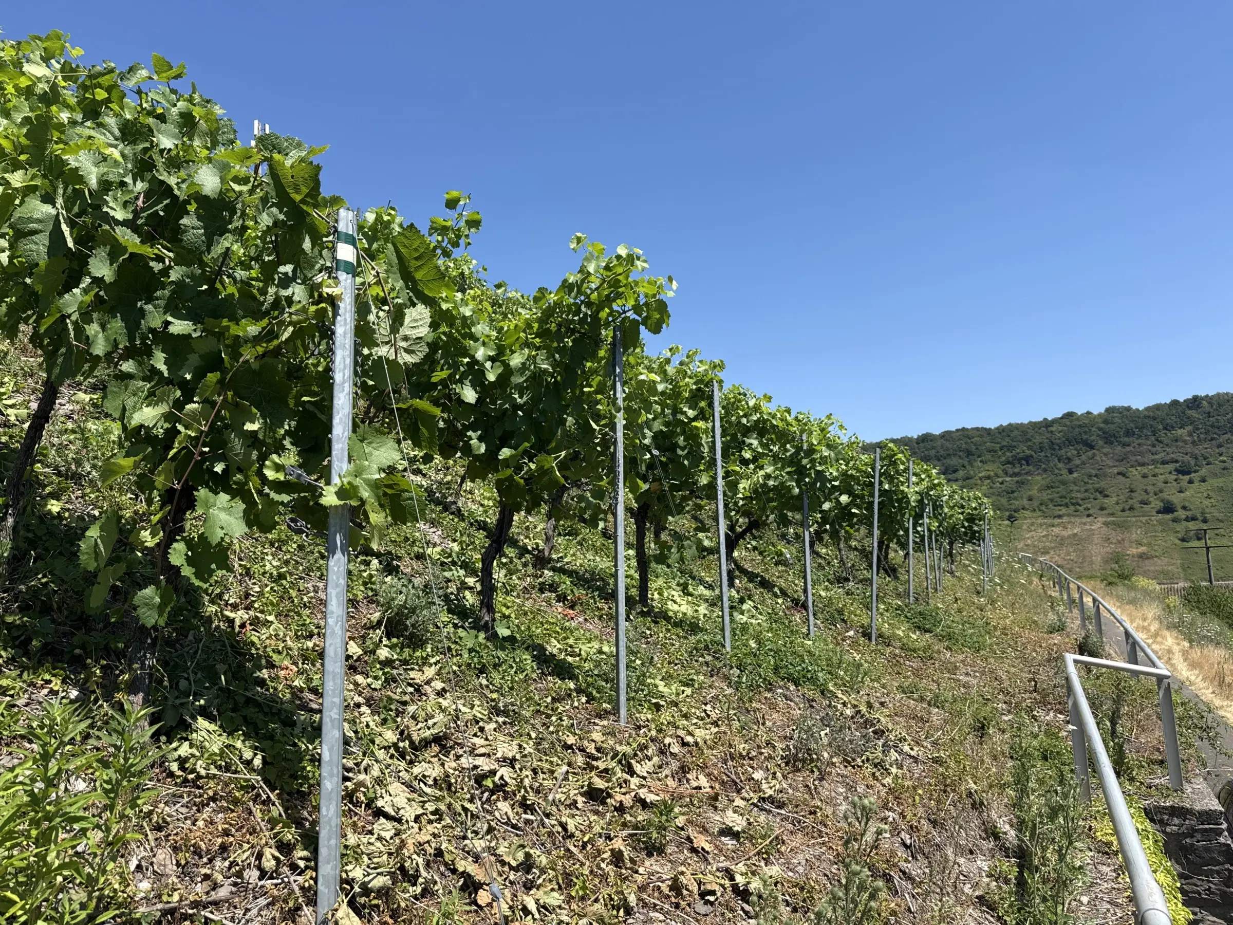 Wijngaard met Riesling van 803 m² perceel nabij Briedel, Cochem - Duitsland