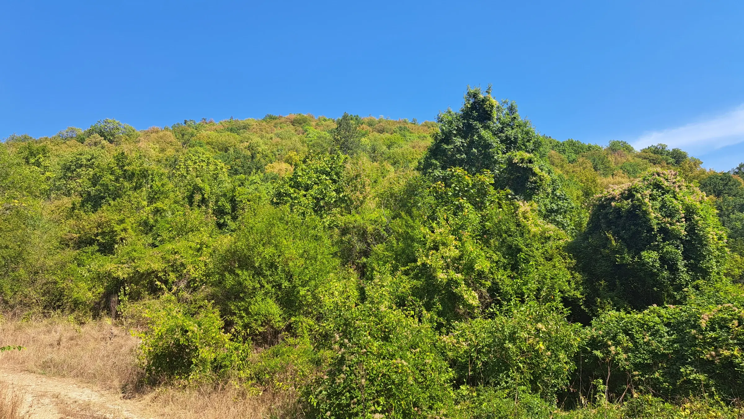 Loofbos 113.324 m² in Gorno Ozirovo, Varshets Montana - Bulgarije