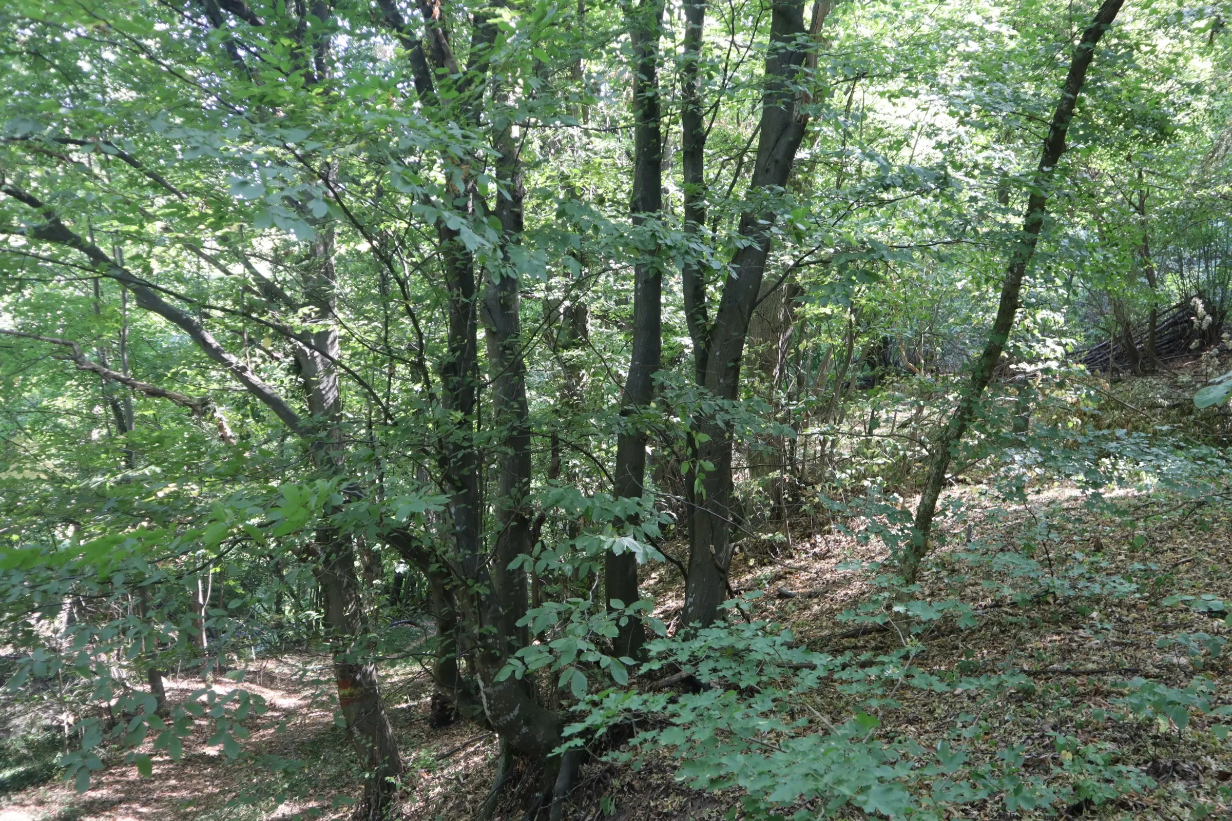 Loofbos 113.324 m² in Gorno Ozirovo, Varshets Montana - Bulgarije